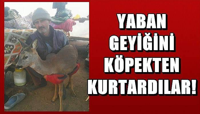 Yaban geyiğini köpeğin ağzından son anda kurtardılar