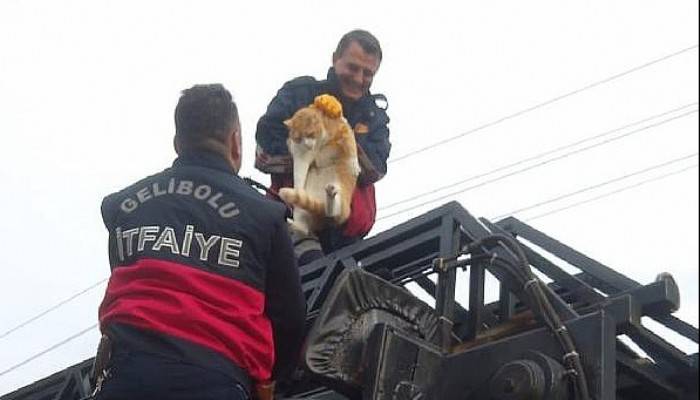 YAZLIĞIN ÇATISINDA MAHSUR KALAN 20 KİLOLUK KEDİYİ İTFAİYE KURTARDI