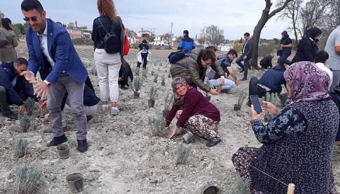 Gelibolu Yarımadası'nda 'Lavanta Tarla Günü' etkinliği