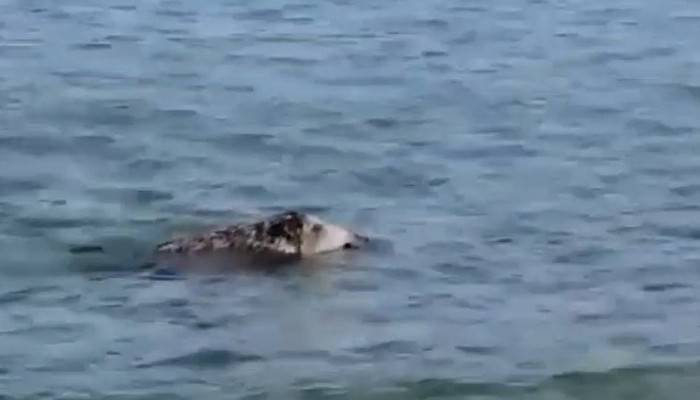 Çanakkale'de denizde görüntülenen domuz şaşırttı