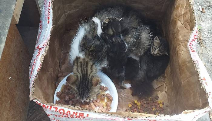 Kedi ve yavruları, ağzı telle bağlı kolide ölüme terk edildi