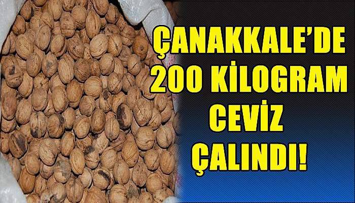 200 kilogram ceviz çalındı! 