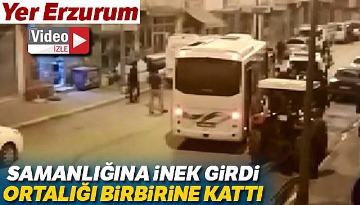 Samanlığına inek giren şahıs cinnet getirdi