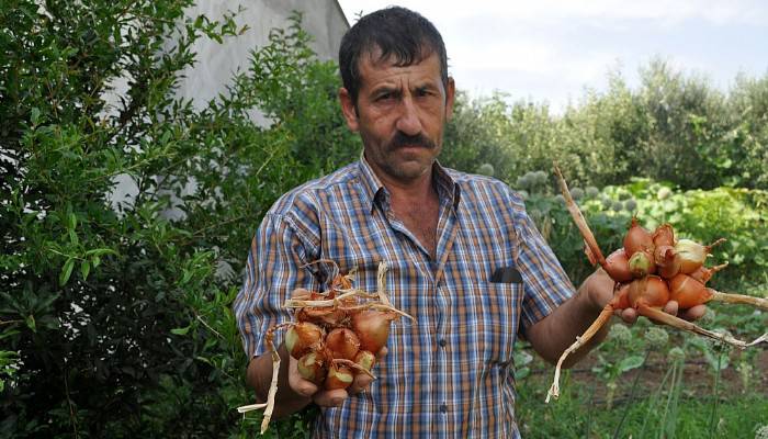 Hasadı yapılan soğanlar görüntüsüyle şaşırttı