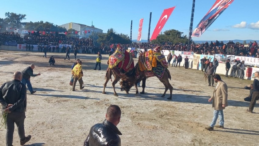 Bayramiç’te deve güreşlerini binlerce kişi izledi