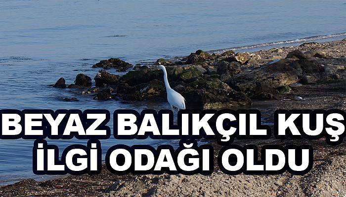  Beyaz balıkçıl kuşu vatandaşların ilgi odağı oldu