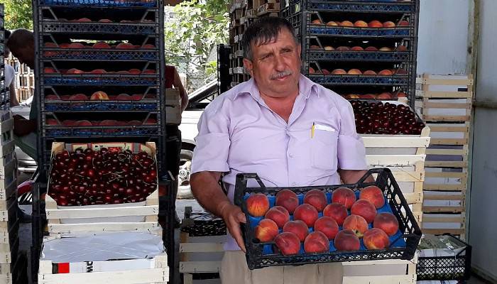 Lapseki'de kirazla yüzü gülen üretici, şeftaliden de umutlu