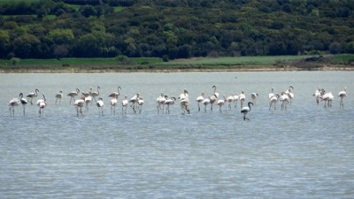 Çanakkale’de kuş sayısı arttı