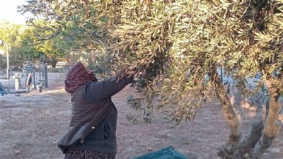 Bayramiç’te Zeytinler İhtiyaç Sahiplerine Umut Oluyor