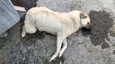 Dümrek Köyü'nde köpekler öldürüldü iddiası  