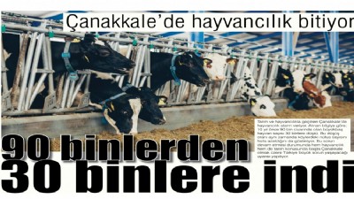 Çanakkale’de hayvancılık bitiyor, 90 binlerden 30 binlere indi