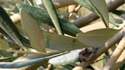  İlçe Tarımdan Zeytin Hastalıkları Hakkında Bilgilendirmesi 