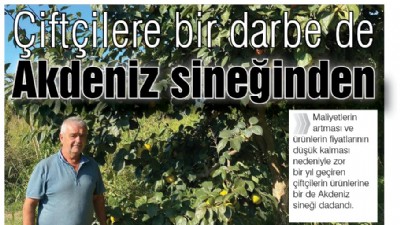 Çiftçilere bir darbe de Akdeniz sineğinden