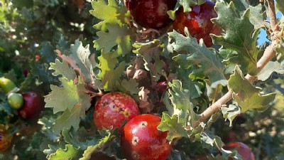 Çanakkale Hem Ekonomik Hem kültürel bir Hazine