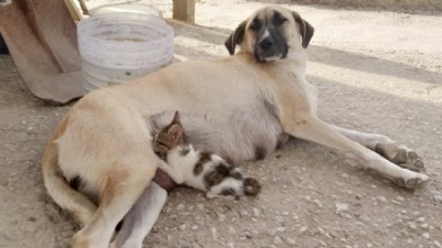 Köpek kediye annelik yapıyor