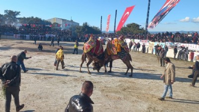 Bayramiç’te deve güreşlerini binlerce kişi izledi